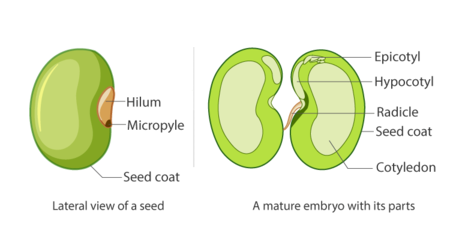 Diagram Of A Seed And Its Parts