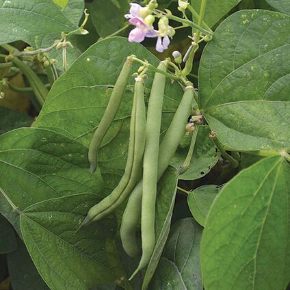Bush beans are great for microgardens and are very productive plants
