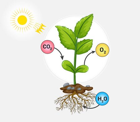 Photosynthesis - Permawiki