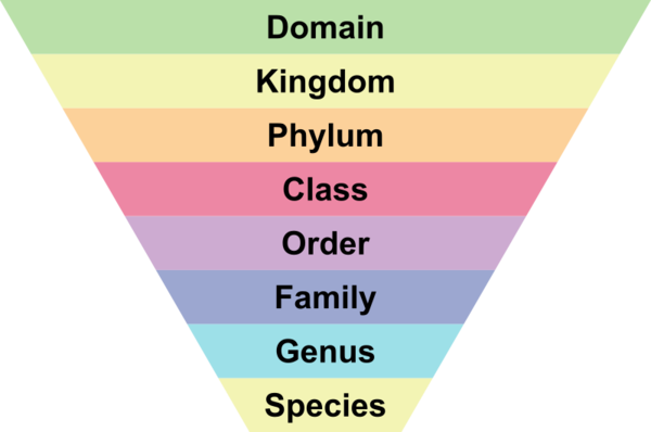 Taxonomy - Permawiki